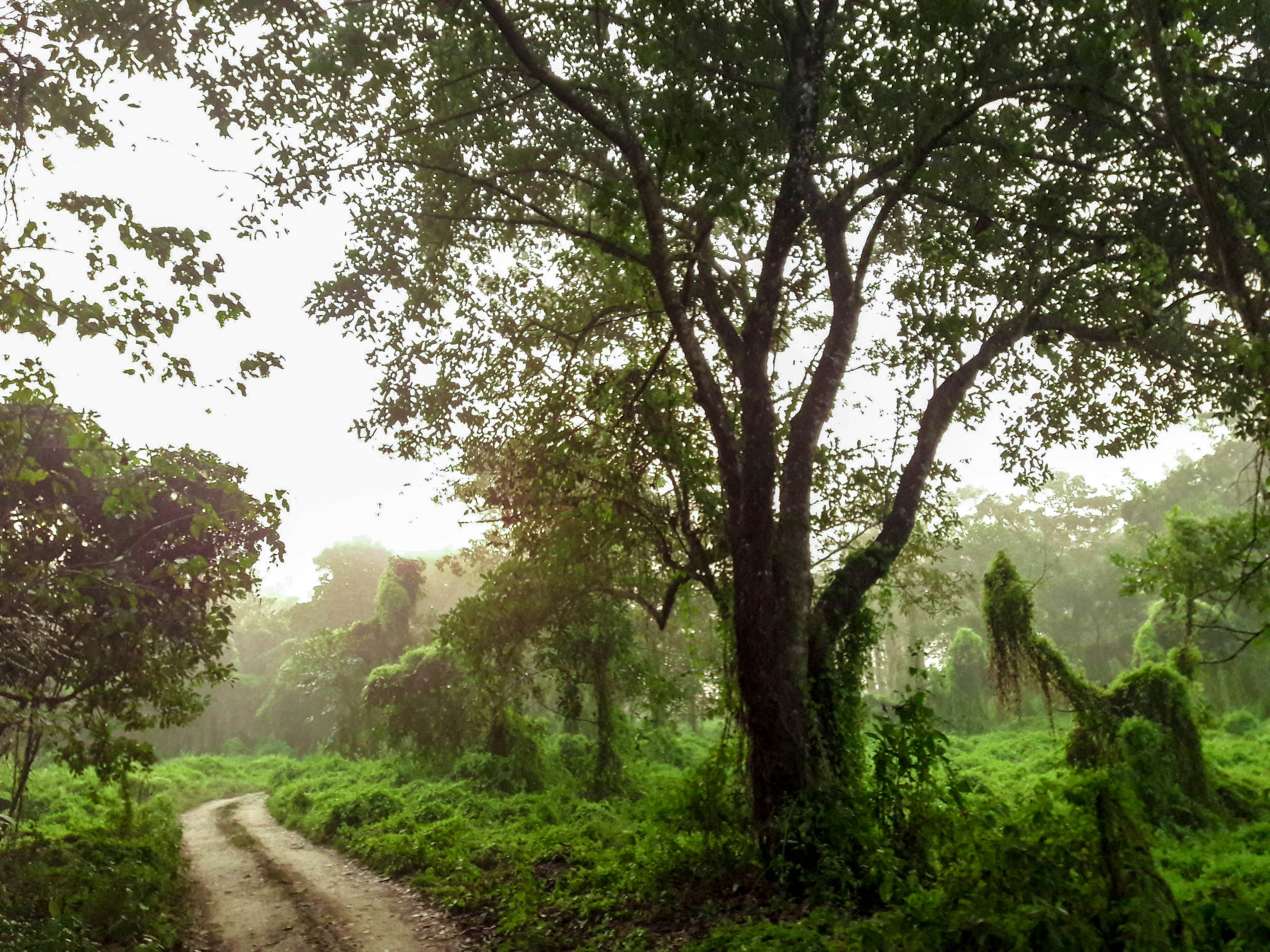 Chitwan National Park - Image 1